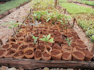 Read more about the article Bugs4Trees Status update / Bugs4Trees friss infó